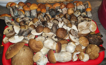 FOTO: S dubákmi sa roztrhlo vrece už aj na Horehroní