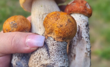 FOTO: S dubákmi sa roztrhlo vrece už aj na Horehroní