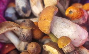 FOTO: S dubákmi sa roztrhlo vrece už aj na Horehroní