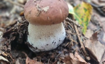 FOTO: S dubákmi sa roztrhlo vrece už aj na Horehroní