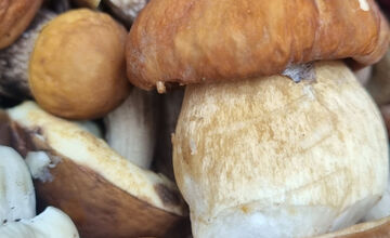 FOTO: S dubákmi sa roztrhlo vrece už aj na Horehroní