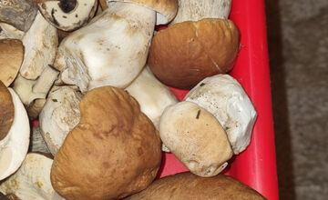 FOTO: S dubákmi sa roztrhlo vrece už aj na Horehroní