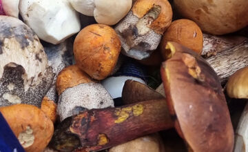 FOTO: S dubákmi sa roztrhlo vrece už aj na Horehroní