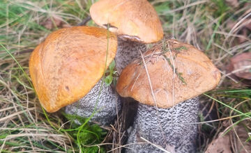 FOTO: S dubákmi sa roztrhlo vrece už aj na Horehroní