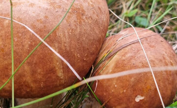 FOTO: S dubákmi sa roztrhlo vrece už aj na Horehroní