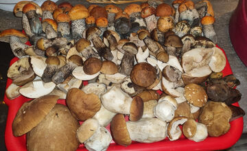 FOTO: S dubákmi sa roztrhlo vrece už aj na Horehroní