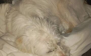 FOTO: Psík Leo hľadá nový domov