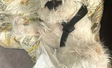 FOTO: Psík Leo hľadá nový domov