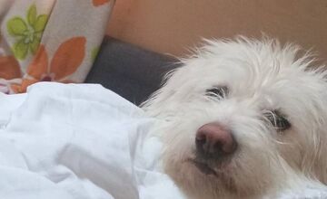 FOTO: Psík Leo hľadá nový domov