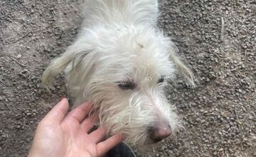 FOTO: Psík Leo hľadá nový domov