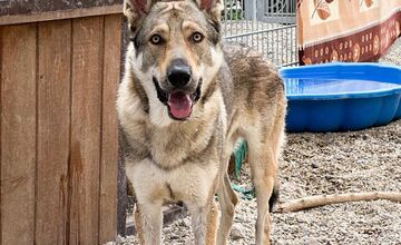 FOTO: Psy zo Sekiera našli zavreté v byte