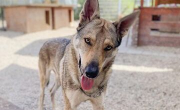 FOTO: Psy zo Sekiera našli zavreté v byte