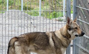 FOTO: Psy zo Sekiera našli zavreté v byte