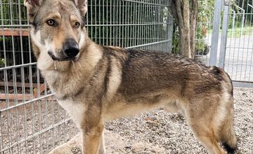 FOTO: Psy zo Sekiera našli zavreté v byte