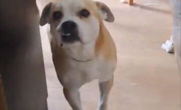 FOTO: Psy zo Sekiera našli zavreté v byte