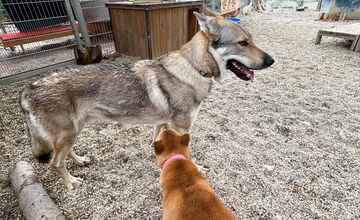 FOTO: Psy zo Sekiera našli zavreté v byte