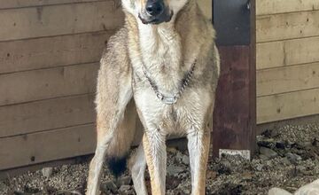 FOTO: Psy zo Sekiera našli zavreté v byte