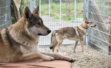 FOTO: Psy zo Sekiera našli zavreté v byte