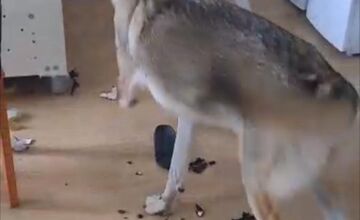 FOTO: Psy zo Sekiera našli zavreté v byte