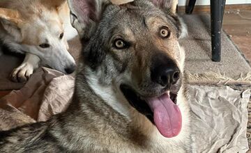 FOTO: Psy zo Sekiera našli zavreté v byte