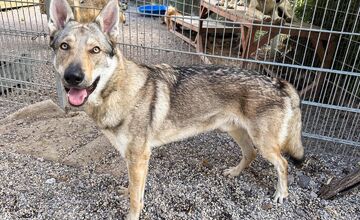 FOTO: Psy zo Sekiera našli zavreté v byte