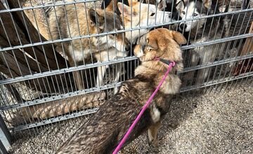 FOTO: Psy zo Sekiera našli zavreté v byte