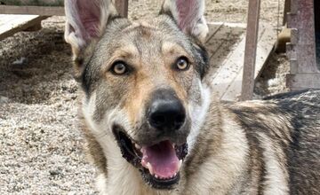 FOTO: Psy zo Sekiera našli zavreté v byte