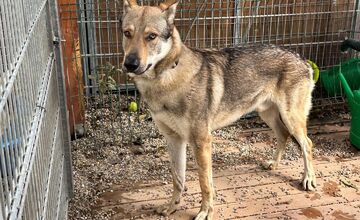 FOTO: Psy zo Sekiera našli zavreté v byte