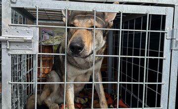 FOTO: Psy zo Sekiera našli zavreté v byte