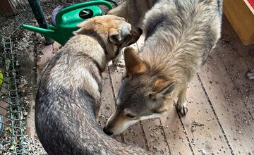 FOTO: Psy zo Sekiera našli zavreté v byte