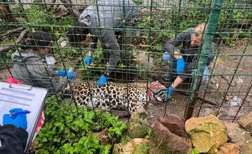 FOTO: Leopard z Jasenia skončil v Holandsku