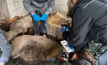 FOTO: Leopard z Jasenia skončil v Holandsku