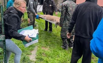 FOTO: Leopard z Jasenia skončil v Holandsku