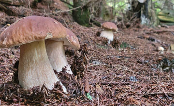 FOTO: Toľko hríbov pokope nájdete raz za život. Petrovi sa zadarilo pri Brezne