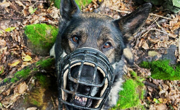 FOTO: Policajti hľadali v lesoch pri Zvolene 71-ročného muža
