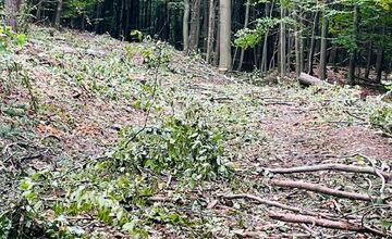 FOTO: Singletrail z Kráľovej na Lipovec poškodila ťažba dreva