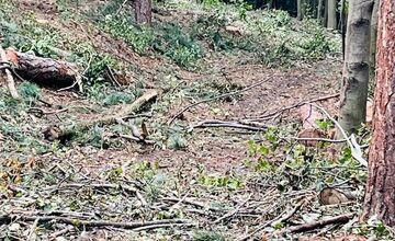 FOTO: Singletrail z Kráľovej na Lipovec poškodila ťažba dreva
