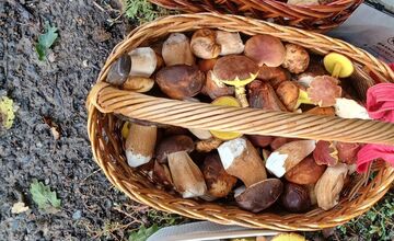 FOTO: Hubárska diagnóza zasiahla východ. Dubáky, smiech aj plné košíky