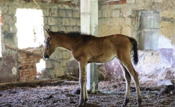 FOTO: FOTO: Muž pri Brezne týral 20 koní
