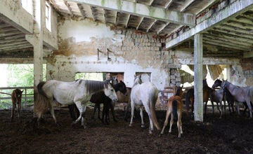 FOTO: FOTO: Muž pri Brezne týral 20 koní