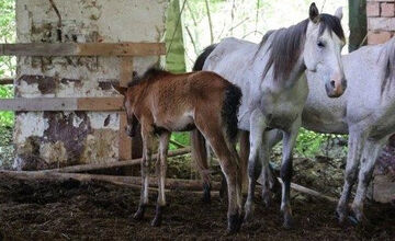 FOTO: FOTO: Muž pri Brezne týral 20 koní