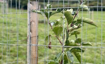 FOTO: Mestský sad na Papuľke sa rozrastá