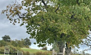 FOTO: Mestský sad na Papuľke sa rozrastá