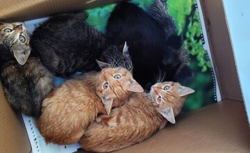 FOTO: Krabica pred kaviarňou ukrývala prekvapenie