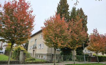 FOTO: Muchovníky na Jilemnického ulici ohúrili farbami