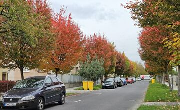 FOTO: Muchovníky na Jilemnického ulici ohúrili farbami
