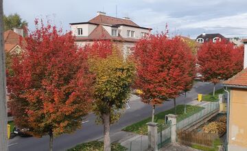 FOTO: Muchovníky na Jilemnického ulici ohúrili farbami