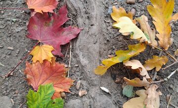 FOTO: Úkazy z lístia bavia celé Slovensko, ľudia sa predbiehajú v nápadoch