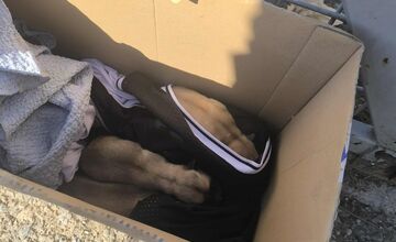 FOTO: Opustené šteniatka pred žiarskym útulkom