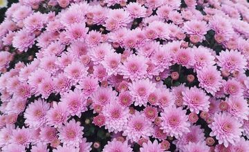 FOTO: Skleníky na Rákoši zaplavili farby jesene